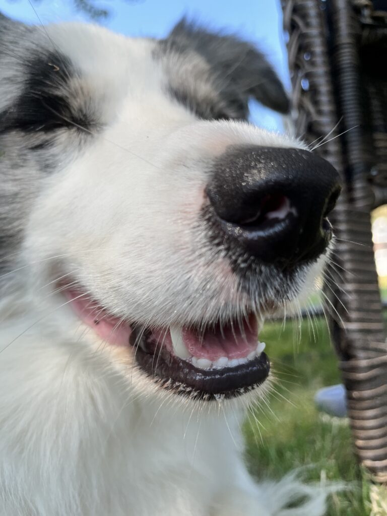 Every Smile is Beautiful: Border Collie Smiling